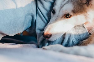 Acepromazine for Dogs Dosage Chart 🐕💊 - Bestie Paws Hospital