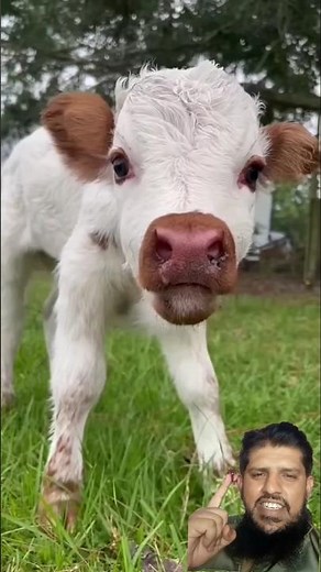 Adorable Baby Cow Mooing 🐄😍 | Cutest Calf Sounds Ever!