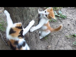 Kittens are a lot of fun to spend time under the trees