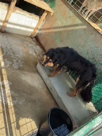 Leia so hübsch 😍 und so lieb 🥰trotzdem wartet sie seit Monaten im Tierheim 🥲😭😔 wie schrecklich 😞 Sie hüpft und springt an der Zwingertür😢🥲😭 möchte unbedingt ins Leben 🐾🏡 So eine hübsche Maus 🥰 und sie möchte ihre Jugend nicht im Tierheim verbringen . 😪 ‼️🏡 Gutes Zuhause oder Pflegestelle gesucht 🏡‼️ ❤️ Leia ❤️ 🐾 Hündin 🐾 ca. 2023/2024 geboren 🐾 Endgröße ca. 50-55 cm (ohne Gewähr, Elterntiere unbekannt) 🐾 Mischling 🐾 Shelter Rumänien - Paws United (05.2024) Mit erst wenigen Wo