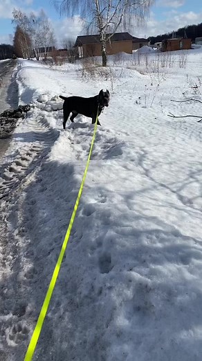 Tor & Titan & Troy & Talisman on TikTok