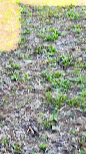 Hit like if you 💛 this combo! Here's part of our General Line Demo where the team teaches the audience some best practices for pairing equipment and loading cycles. Contact your local Cat® dealer for more information about how to attend one. #earthmovement #heavyequipmentnation #heavymachinery #catequipment #heavyequipmentlife #catwheelloader #cattrucks #quarrylife #cat777 #cat992 #heavyequipmentoperator #operatorlife #eventvenue #customerexperience #brandexperience #caterpillarmalaga #letsdoth