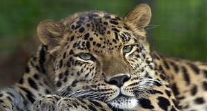 Amur Leopard - A Critically Endangered Species