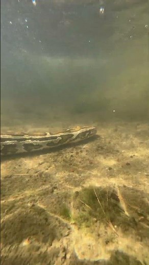 Burmese Python Swimming