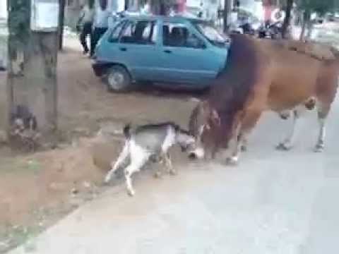 Goat fights with Bull and Win..It Happens only in India