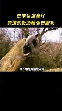 史前巨犀產仔，竟遭到數頭獵食者圍攻 #古生物 #史前生物