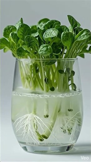 Watercress Growing Fast 🌱 Full Roots & Leaf Timelapse
