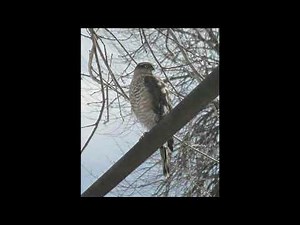 Sparrowhawk Bird Sound
