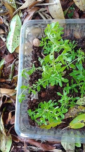 How to Grow Peppermint at Home | Easy Gardening Tips
