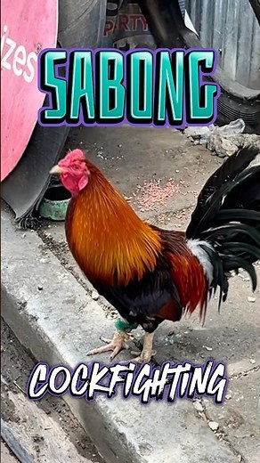 Sabong Cockfighting