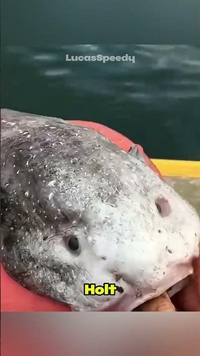 Der hässlichste Fisch der Welt…