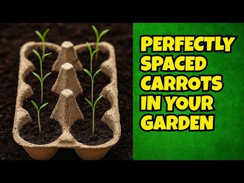 Germinating Carrots & Radishes in Egg Cartons – Perfect Spacing Hack!
