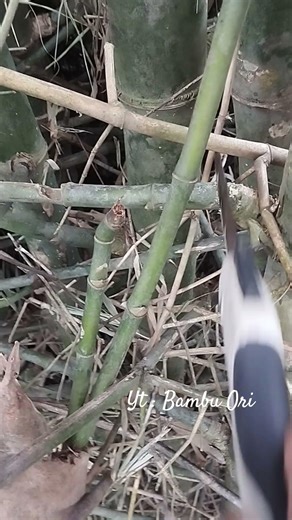 Cabang bambu bikin kamera hp error