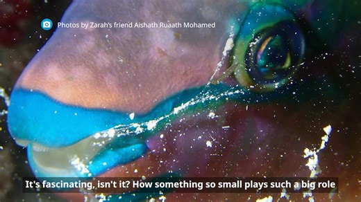 🐟 Ever heard of a parrot fish?