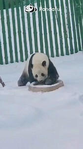 Taking a bath in -20°C weather… Panda says: cold? never heard of it! 🐼❄️💦 #panda #Cute #snowday #PandaLife | Pandaful