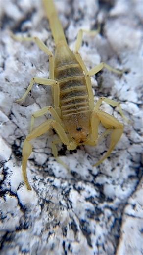 Our deadliest native scorpion??? The Arizona bark scorpion is widely considered to be the most dangerous scorpion in the United States. Their stings are excruciatingly painful and potent, and in rare cases could lead to complications that could require emergency medical attention. Found in the American southwest, these scorpions are primarily nocturnal and spend their active hours probing around for food. No small invertebrate is safe from the vice-like grip of their pincers and the toxic sting 