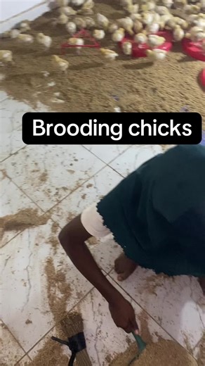 Brooding Chicks: Essential Backyard Poultry Care