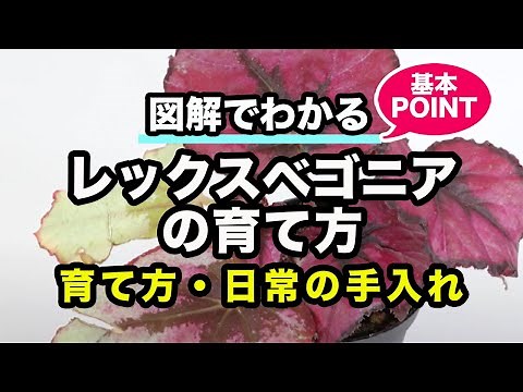 レックスベゴニアの育て方 カインズ植物図鑑