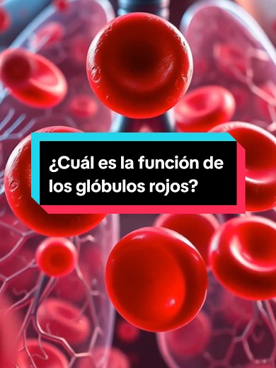 Función de los glóbulos rojos en el cuerpo humano