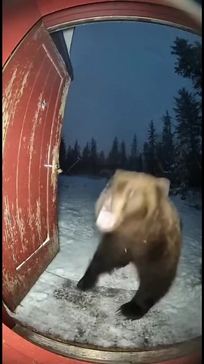 Watch a massive grizzly bear attack a secluded cabin door at night caught on doorbell camera This intense encounter features the bear roaring slamming the door and snorting at the lens before suddenly bolting away Experience the raw wilderness This content features AI-generated visuals and audio elements | Jivora