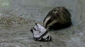 It's National Badger Day! Whilst we don’t always see, or appreciate, the role our different wildlife species play in our day-to-day lives, we have badgers to thank for a wide range of services. Whether they’re supporting plant communities through soil disturbance, dispersing seeds, or building setts that help shelter a range of other animals, they are a fundamental part of nature’s ever-connected ecosystem, and, well, let's be honest, they are also so darn adorable🦡🥰! Being, secretly, Simon’s 