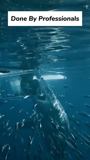 Hatched | Support Our Ocean  on Instagram: "Shark Attack Diver! 麗 Terrifying moment as a great white shark attacks a diver in a cage, shaking the entire structure! 麗 This heart-racing footage captures the raw power of one of the ocean’s most feared apex predators. Witness the shark cage diving gone wrong experience as the great white strikes with full force! Would you dare to get this close? ⚠️ #greatwhiteshark #sharkattack #ocean #marinelife #closecall #fyp"
