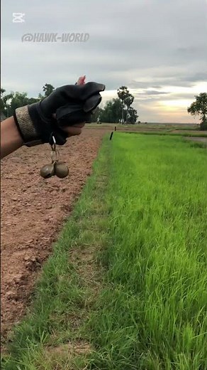 Trained Hawk in Action | Stunning Falconry Footage in the Field 🦅