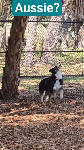 🐺 Guess My Breed! Aussie or Border Collie?