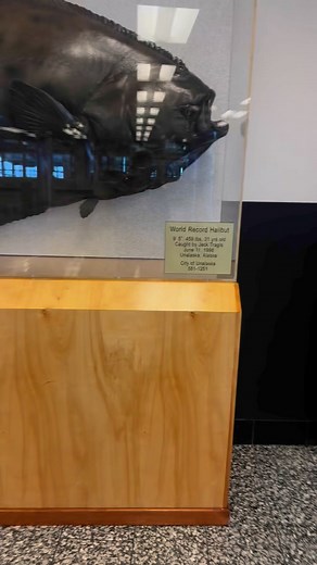 World Record halibut in Alaska | Amadeo Obtinalla