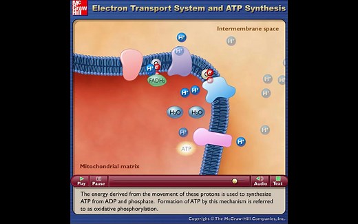 电子传递系统和ATP合成-Electron Transport System and ATP Synthesis-动画