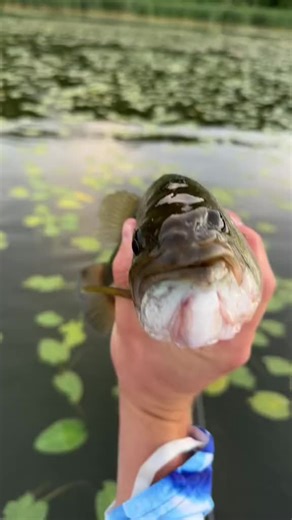 🤣 This largemouth bass just won the award for the funniest mean face in the fish kingdom! #FunnyFishAward #SassyLargemouth #FishyLaughs #SpreadTheSmiles #TikTokFunnyMoments
