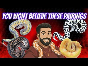 You Won’t BELIEVE These Pairings! SNEAK PEEK Of Our Most Anticipated Ball Python Pairings!