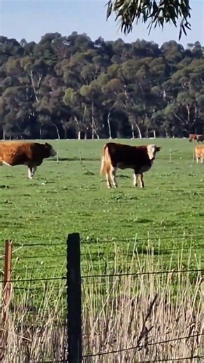 My Cow friends