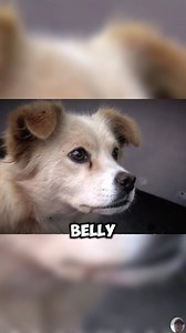 4.1K views · 10K reactions | Pregnant Stray Dog's Incredible Journey to Save Her Puppies | A Heartwarming Story | Petsux | Facebook
