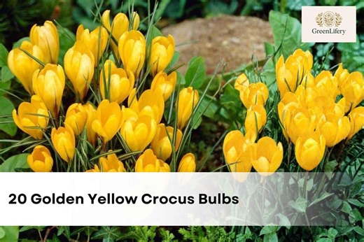 20 Golden Yellow Crocus Bulbs | Early Spring Perennial - Etsy