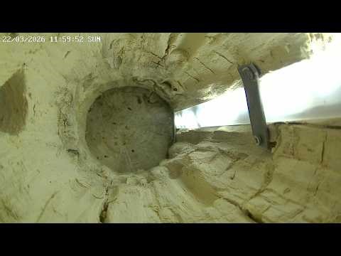 Nest Box 3 Live – Blue Tit Nest Box Ready for New Season | Vienna 2026