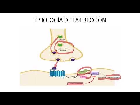 Physiology of male erection