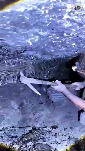 ‎How is coal extracted from mines? #shorts