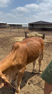 56K views · 1.1K reactions | Moreno Ranches, Riesel, Texas. | Adelaide River Farms | Facebook