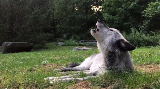 Throwback to our beloved ambassador wolf Zephyr.🐺 His gentle spirit and big presence touched so many hearts during his years at the WCC. | Wolf Conservation Center