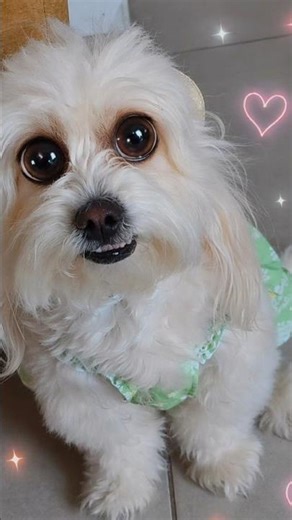 Como hacer que tú humana te de pollito 🍗🍗🙈🙊🙈🙊 #shorts #shortvideo #humor #maltipoo #pets