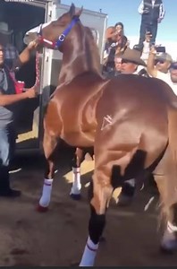 1.8M views · 4.5K reactions | Pocos caballos han sido tan seguidos por la afición!! Aquí uno de ellos el PANAMA WES ( hijo de Walk Thru Fire en la yegua productora de campeones Apollitical Time por Apollo)  crédito del video a quien corresponda! | QH & TB Racing Horses | Facebook