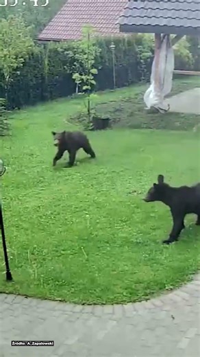 NIEDŹWIEDZIE NA PRYWATNEJ POSESJI W MIEJSCOWOŚCI WOŁKOWYJA