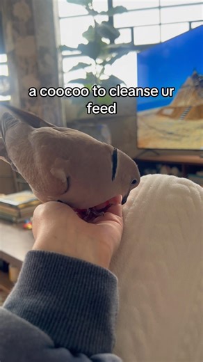 this dove coo will heal u