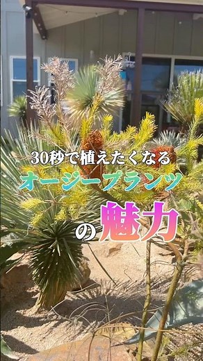 【オージープランツ】【ドライガーデン】地植えできるバンクシアとグレビレアをご紹介！#ガーデニング #アガベ #庭作り