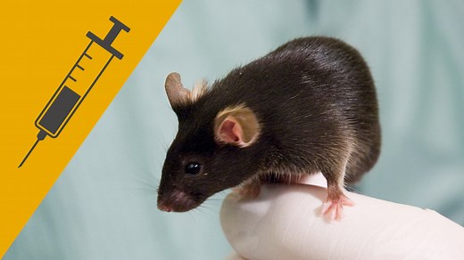 Blood sampling: Mouse