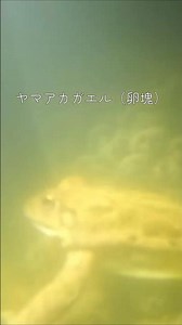 真冬の池の中をのぞくと...カエルの卵が。