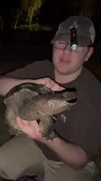 Catching a BIG Snapping Turtle #turtle #wildlife #reptiles