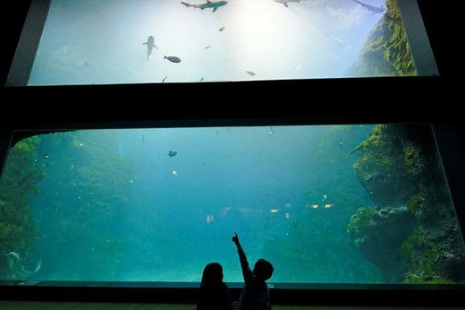 Découvrez les fonds marins à l'aquarium de Lyon !