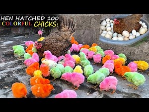 Hen hatched 100 Multi-Color Baby chicks ! - Broody hen has 100 Chicks